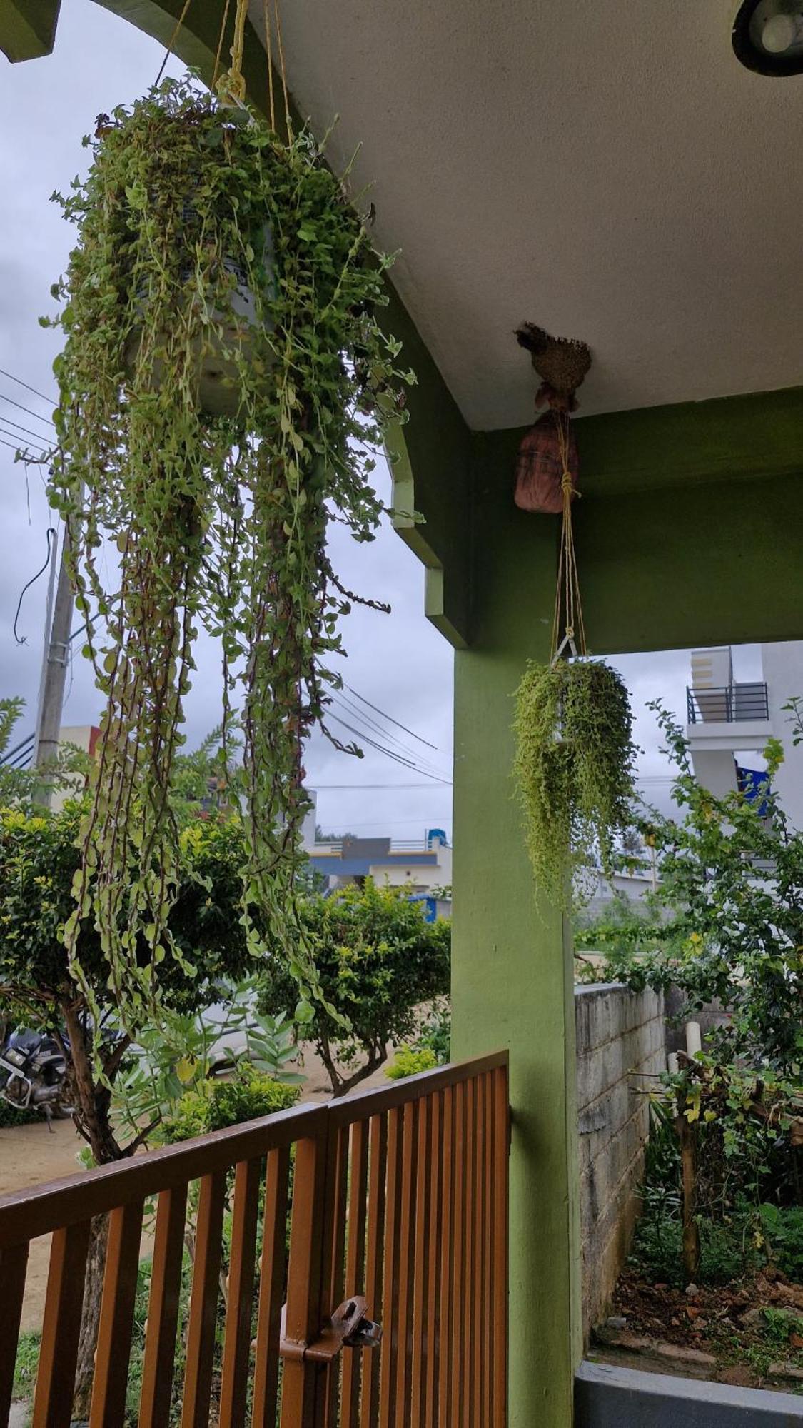 Malgudi Mane Homestay Chikmagalur Exterior photo